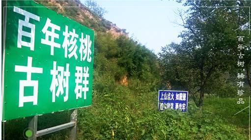 一果核桃：助力核桃富民